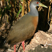 Gray-necked Wood-Rail